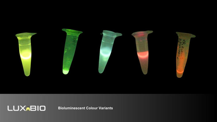 Lux Bio  - Bioluminescent Samples